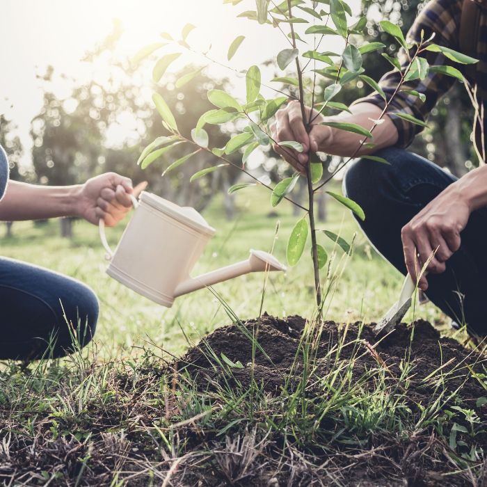 plant a tree 04