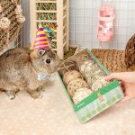 Small Animals Play 1