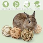 Small Animals Play 3