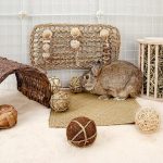 Small Animals Play 6