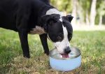 64 oz Dog Bowl Set_04
