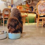 Stainless Steel Dog Bowl 2