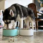Stainless Steel Dog Bowl 3
