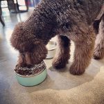 Stainless Steel Dog Bowl 6
