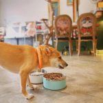 Stainless Steel Dog Bowl 7