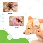 Dog Ear Cleaning Solution Kit-06