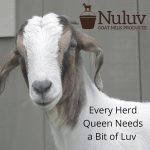 Goat Milk Bar Soap-06