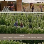 Organic Vegetable Garden Starter Kit 4