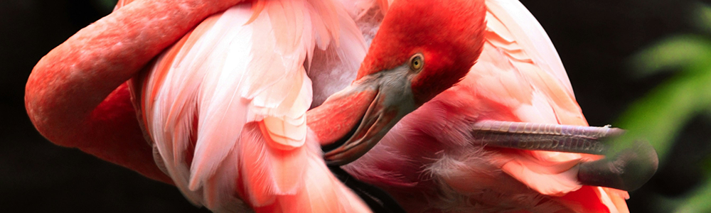 Feb Flamingos